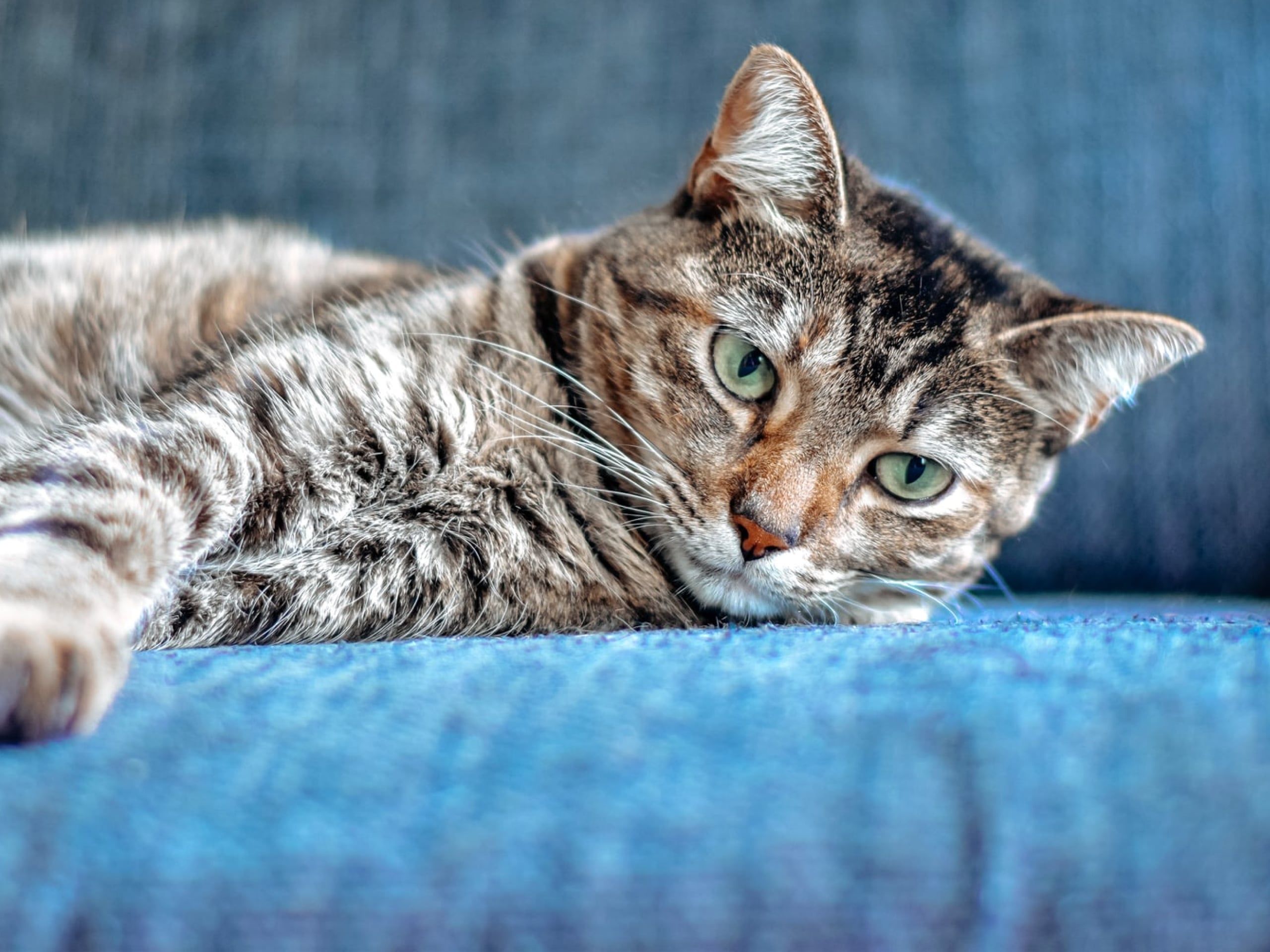 Cat allergies symptoms and treatments